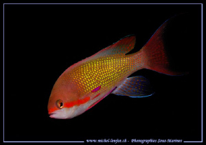Damsel Fish in the Red Sea.... :O)... by Michel Lonfat 